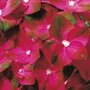 Hydrangea macrophylla 'Magical Sapphire'